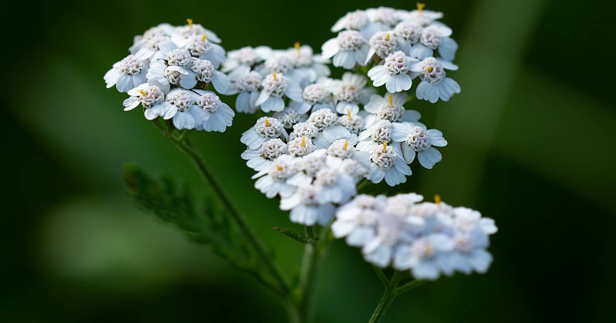 🌼 Antiinflamatorias y para la piel