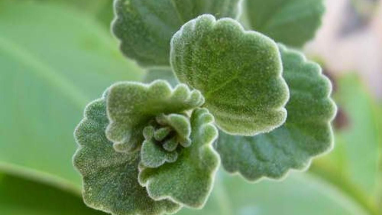 🍋 Respiratorias e Inmunológicas