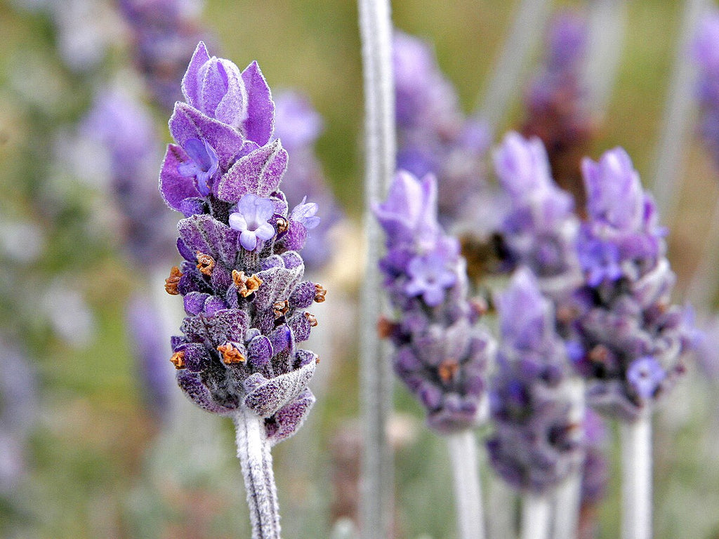 Tintura de Lavanda