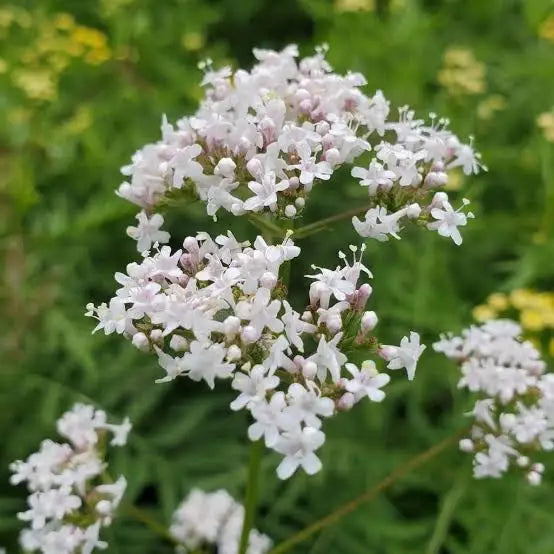 Valeriana